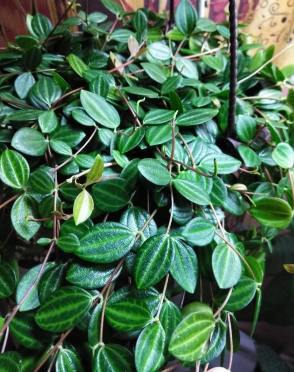 Variety of Peperomia Live Plant for Houseplant Tropical Shurb 4" Pot (Rare Trailing Peperomia Vine) - Image 6