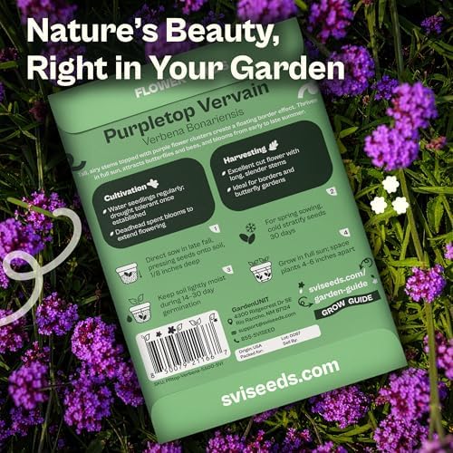 SVI 5500 Purpletop Vervain Seeds (Verbena Bonariensis) - Tall Verbena, Purple Blooms, Pollinator Magnet, Perrenial Seed in Seed Packets - Flower Seeds for Home Garden, Borders, Outdoor Flower Beds - Image 2