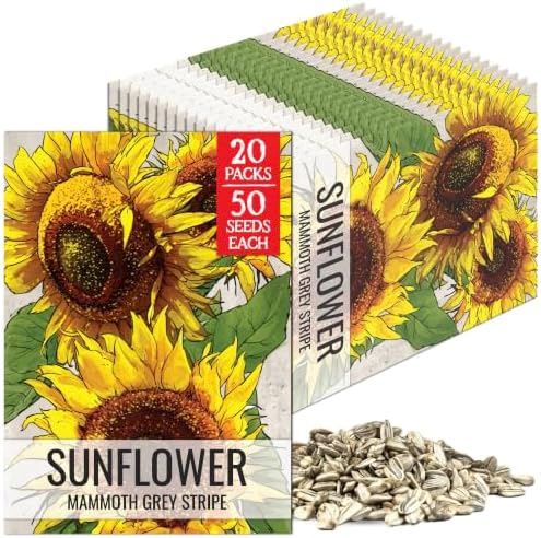 Seed Needs Mammoth Grey Sunflower Seeds to Plant Cut Flowers - 20 Packs by SeedNeeds