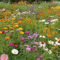 Ferry-Morse Butterfly Bulk Wildflower Seeds, 210,000+, 1 lb by FerryMorse