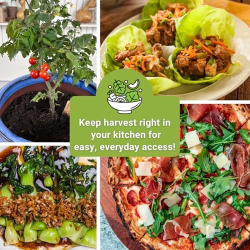 Sow Right Seeds - Hydroponic Vegetable Seeds for Planting - Lettuce, Kale, Arugula, Pak Choi, Watercress & Cherry Tomato Seeds for Planting and Growing Hydroponics - Perfect for Indoor Growing System - Image 6