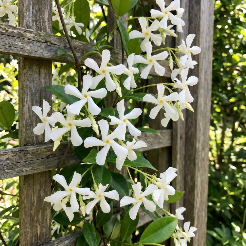 Star Jasmine Vine Live Plant, Patio Container Flower, 4-7 Inches - Image 6