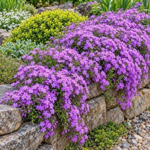 2 Purple Beauty Creeping Phlox Ground Covers - Live Plants - 4" Pots - Image 5