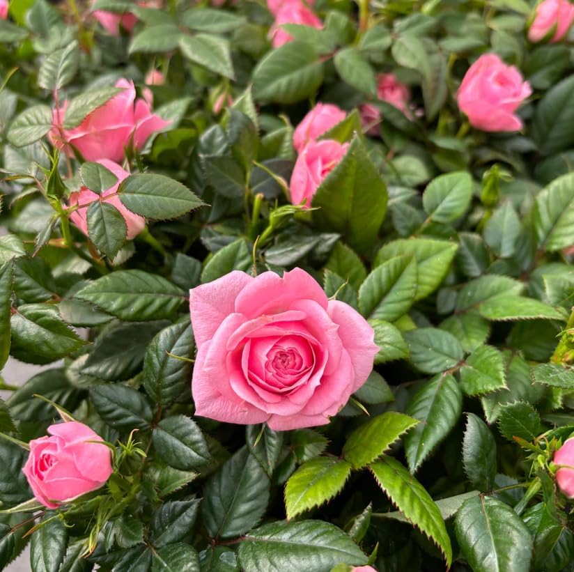 Miniature Roses Live Plants Mini Roses Bush Fragrant Flowers Shrub 4 Inch Pot (Pink Rose Flowers) - Image 2