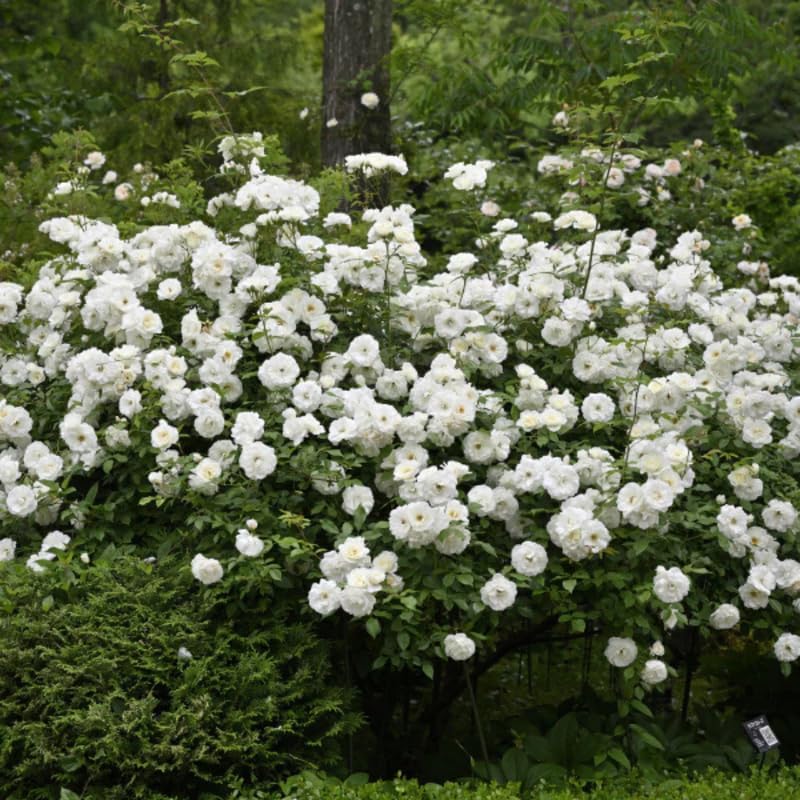 White Climbing Roses Live Plants, Fragrant Starter 5-9" Tall - Image 7