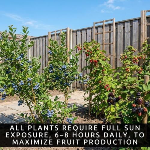 6 Pack Berry Grower Live Plants Bundle – 2 Blueberry, 2 Raspberry & 2 BlackBerry Bushes – Fruit Plants for Outdoor Garden or Containers – Easy to Grow Edible Berry Starter Kit - Image 2