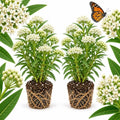2 Live Milkweed Plant, White Swamp Milkweed Live Plant, 4-6 Inch Tall, Flowering Milkweed Plant for Outdoor Gardens, Easy to Grow by GINGERGLOW