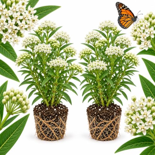 2 Live Milkweed Plant, White Swamp Milkweed Live Plant, 4-6 Inch Tall, Flowering Milkweed Plant for Outdoor Gardens, Easy to Grow by GINGERGLOW
