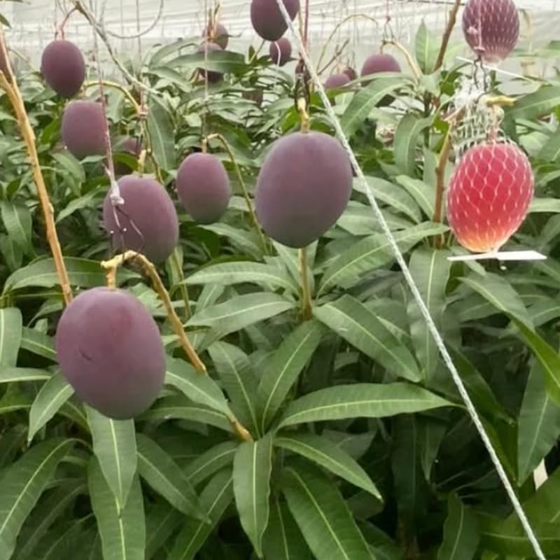 Super Julie Mango Fruit Tree Live Plant, Fruit Plant, 2-3 Ft Tall - Image 5