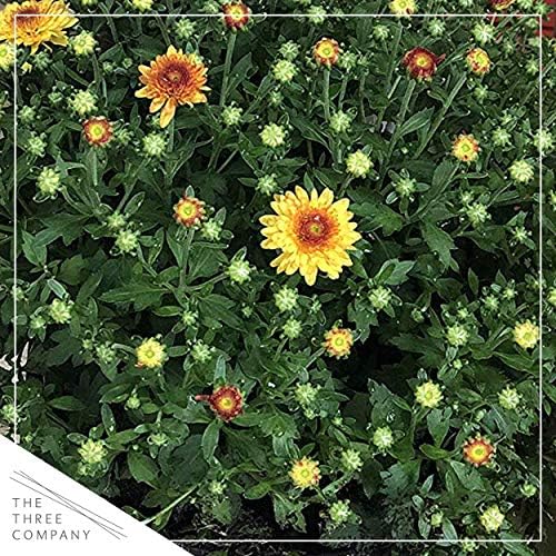 Chrysanthemum (2 Pack) - Orange Blooms, Live Fall Flowering Perennial, 13" Tall by 12" Wide in 3 Qt Pot - Image 2