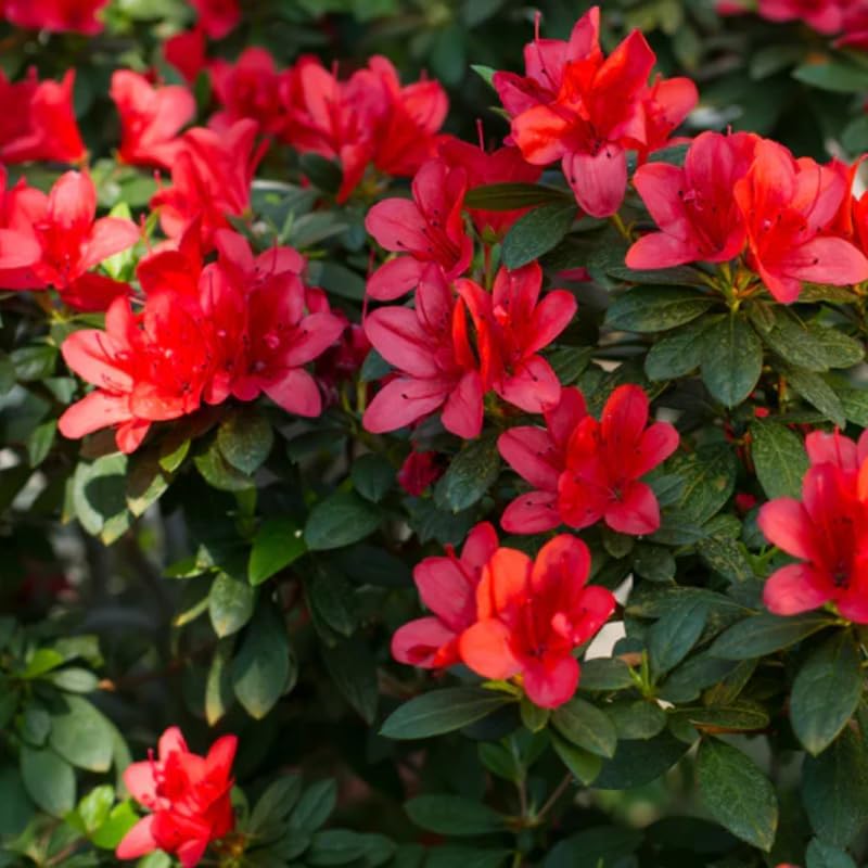 Red Rhododendron Live Plant, Blooming Bush Plant, 4 Inch Tall, 4 Inch Pot - Image 2