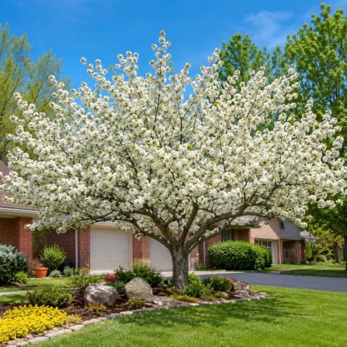 Sargent Crabapple Tree - 10-16" Tall Live Plant - Quart Pot - Image 6