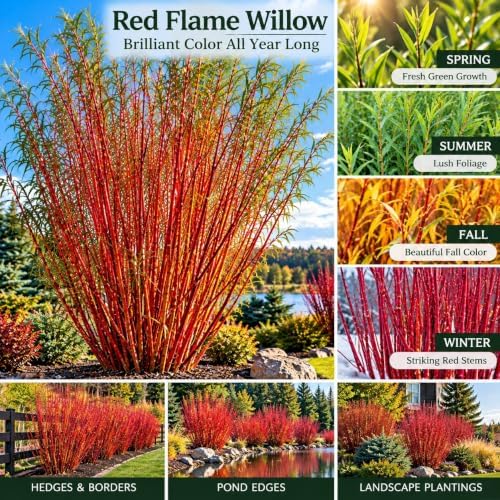 Red Flame Willow Cuttings for Planting - Fast Growing Live Willow Tree Starts, Brilliant Red Branches, Ornamental Privacy Screen, Windbreak and Landscape Trees, 25 Cuttings - Image 2