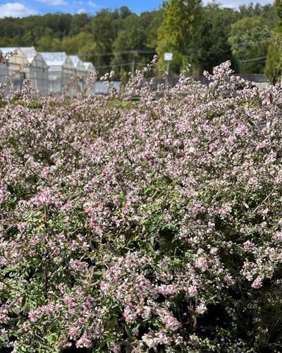Perennial Farm Marketplace Aster lateriflorus ‘Lady in Black’ (Calico Aster) Native Live Perennial, Size-#1 Container, Pinkish-White Fall Flowers with Rose-Red Centers, Zones 3-8 - Image 2