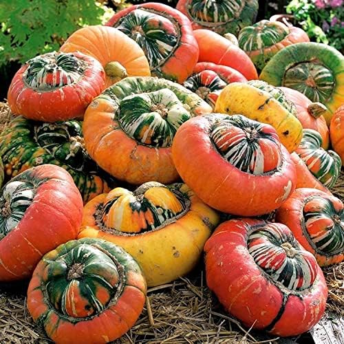Turk's Turban Pumpkin Seeds - 40+ Count Packet - for 2024 Girauman French Cap Hat Rainbow Winter Squash Gourd Fall Vegetable Seed by TomorrowSeeds