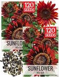 Seed Needs Red Sun Sunflower Seeds to Plant Cut Flowers - 2 Packs by SeedNeeds
