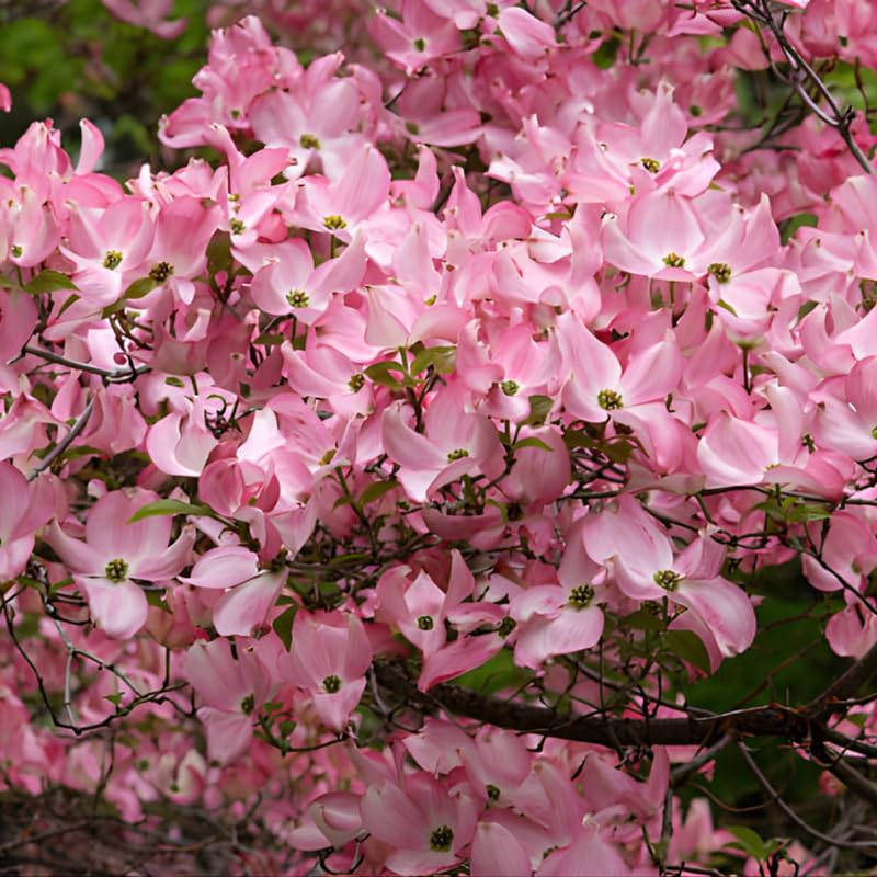 Pink Dogwood Tree Live Plant, 10-16 Inch Tall in Quart Pot, Pink Flowering Ornamental Tree, Cold-Hardy Flowering Shrub for Home Garden - Image 4
