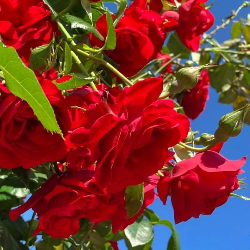 Don Juan Live Rose Plant, Hardy Reblooming Rose Bush, 5-9 Inch Tall - Image 7