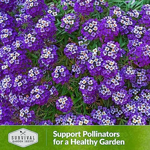 Purple Alyssum Seeds for Planting - Survival Garden Seeds (1 Pack) - Image 5