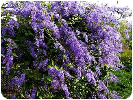 Purple Queens Wreath, a/k/a Sandpaper, Bluebird Vine, Live Plant by EmeraldGoddessGardens