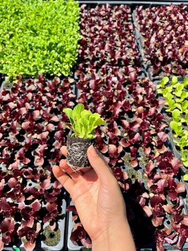 Lettuce Seedlings: Ready-to-Plant Seedlings, Starts, Plugs, Garden-Ready, Live Plants, Transplants, Pre-sprouted, for Soil & Hydroponic Gardens (12 seedlings) - Image 3