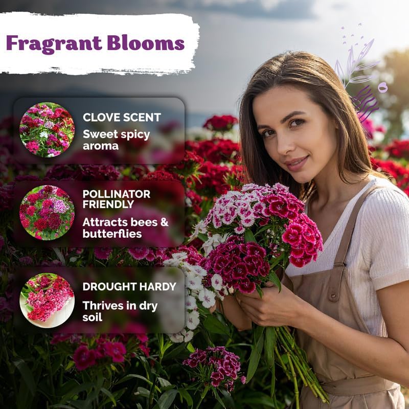 10,000 Mix Sweet William Heirloom Flower Seeds, Dianthus Barbatus - Image 4