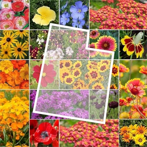 Eden Brothers Utah Wildflower Mixed Seeds for Planting, 1/4 lb by EdenBrothers