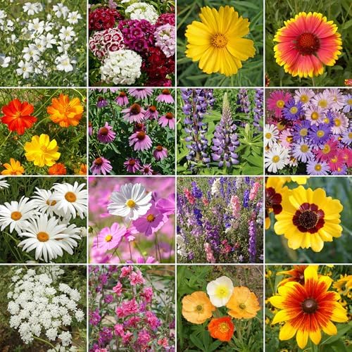 Ferry-Morse Cut Flower Bulk Wildflower Seeds, 280,000+, 1 lb - Image 2