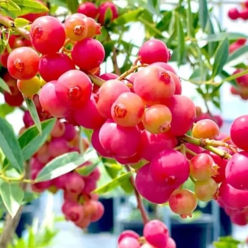 Pink Lemonade Blueberry Bush Live Plant, Edible Fruit Plant - Image 6