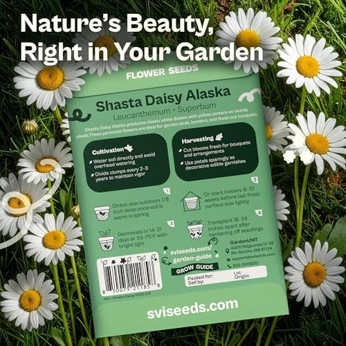 SVI 1000 Alaska Shasta Daisy Seeds (Leucanthemum) – White Daisy Flowers Seed Packets Bulk – Heirloom Wild Flowers, Perennial Flower Seeds for Indoor Garden & Outdoor Garden, Containers, Flower Beds - Image 2