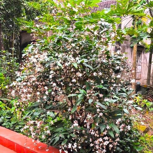 Smithianum Clerodendrum Wallichii Live Plant, 4-9" Tall Starter - Image 5