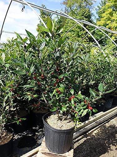 Ilex verticillata 'Winter Red' (Winterberry) Shrub, sm bright red fruit, 3 - Size Container - Image 4