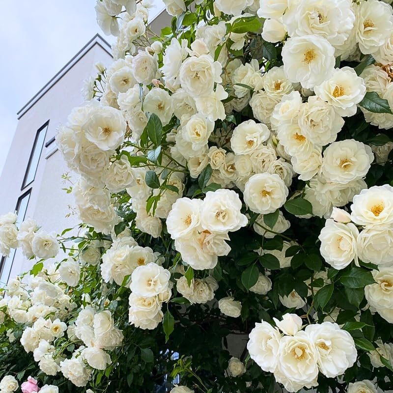 White Climbing Roses Live Plants, Fragrant Starter 5-9" Tall - Image 4