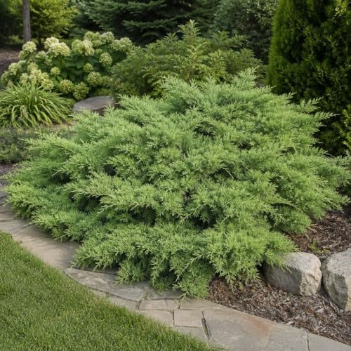 Nicks Compacta | 1 Extra Large Trade 3 Gallon Plant | Ilex Crenata | Evergreen Shrub, Dense Foliage, Low Maintenance, Year-Round Interest, Compact Growth, Ideal Borders, Landscape, Easy to Grow - Image 2