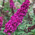 2 Raspberry Butterfly Bushes Plants, Perennial Flower Shrub, 4-7'' Tall by UIOTER