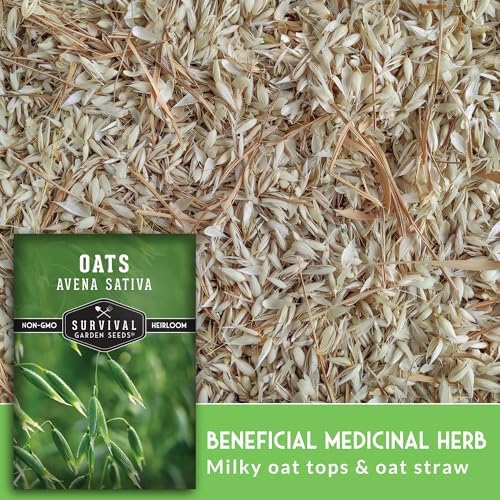 Oat Seeds for Planting - 1 Pack - Image 4