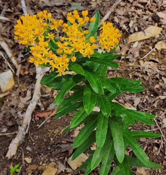 Set 2 Asclepias Plants Perennial Milkweed Flowers Bushes 4-6 Inch Tall (Yellow Milkweed Flowers Plants) - Image 4