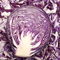 1000 Mammoth Red Rock Cabbage Seeds for Planting Heirloom Non-GMO 5+ Grams Garden Vegetable Bulk Survival Hominy by Unknown