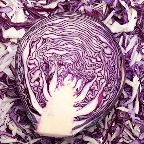 1000 Mammoth Red Rock Cabbage Seeds for Planting Heirloom Non-GMO 5+ Grams Garden Vegetable Bulk Survival Hominy by Unknown