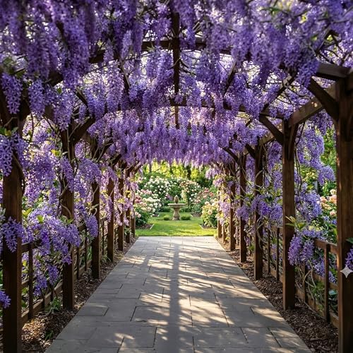 Purple Queens Wreath, a/k/a Sandpaper, Bluebird Vine, Live Plant - Image 2