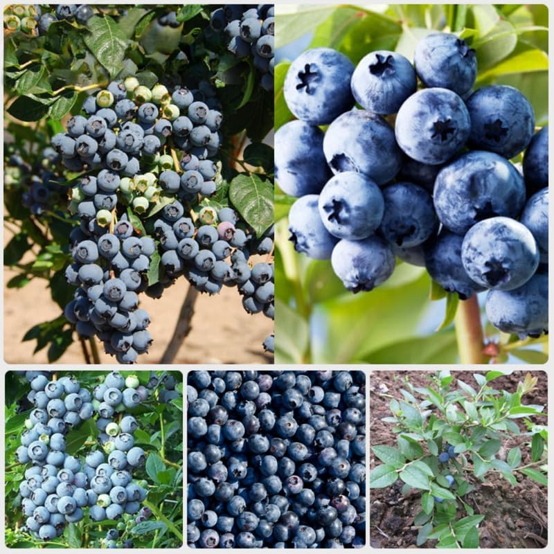 2 Highbush Blueberry Plants Live, Hardy Berry Bush, 4-7 Inch Tall - Image 6