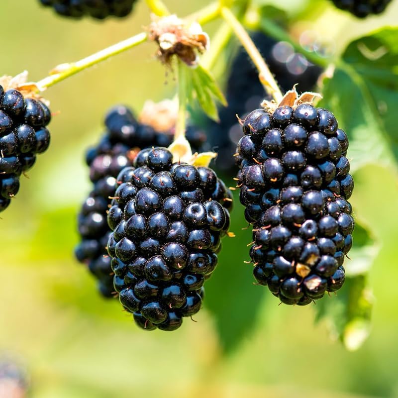 2 Chester BlackBerry Plants Live, Thornless Fruit Berry Tree, 5-8" Tall - Image 4