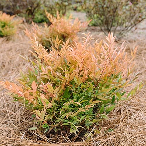 First Editions Cool Glow Peach Nandina, Live Evergreen Shrub, 3 Gallon - Image 2