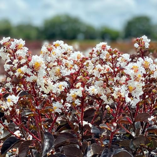 Black Diamond Crape Myrtle Tree (Crystalline White, 7 gal.) - Image 3