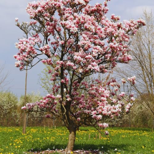 Saucer Magnolia Tree Live Plant, Fragrant Bloom Tree, 6-8 Inch Tall - Image 6