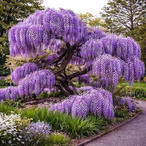 Wisteria Live Plants 1–2 Ft Tall – Flowering Wisteria Vine (Wisteria Floribunda) – Fast Growing Climbing Plant for Garden, Trellis, Pergola & Bonsai Training (2 Plants) by CZGrain