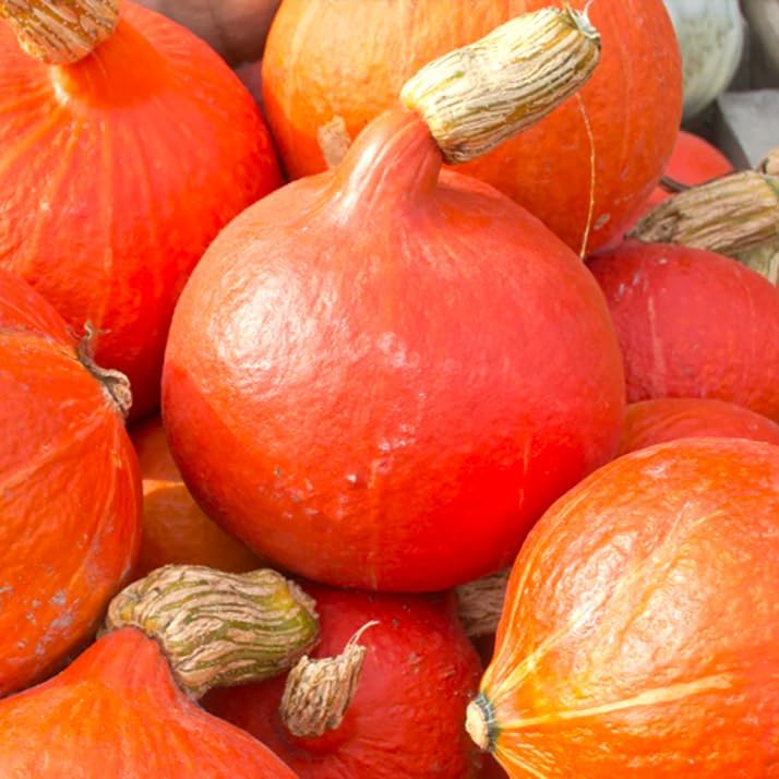Japanese Red Kuri Squash Seeds - 40+ Count - for 2026 Planting Hokkaido Orange Winter Pumpkin Ambercup Oriental Hubbard Asian Golden Garden Grow Your Own Home Farm Patio Healthy by TomorrowSeeds