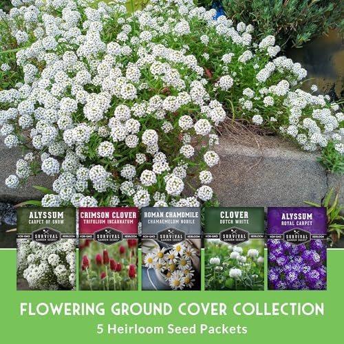Flowering Ground Cover Seeds for Planting – 5 Variety Collection - Image 3