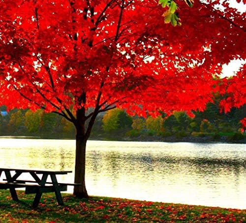 Two Pack of American Red Maple Trees - 2 Live Plants Shipped 2-3 Feet Tall by DAS Farms - Image 2