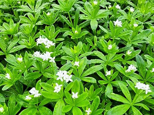 Greenwood Nursery: Live Ground-Cover Plants - Pachysandra Terminalis + Japanese Spurge - [Qty: 3X Pint Pots] - (Click for Other Available Plants/Quantities) by GreenwoodNursery